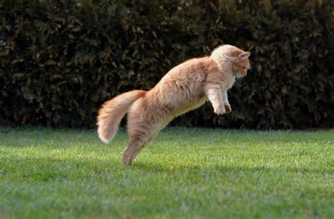 How High Can Cats Jump with a Running Start, and Why Do They Always Land on Their Feet?