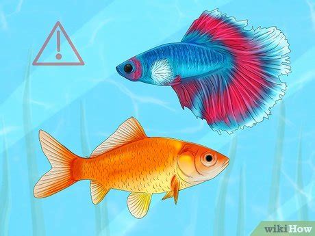 How to Treat Swim Bladder in Goldfish: A Dive into the Depths of Fishy Health and the Art of Underwater Ballet