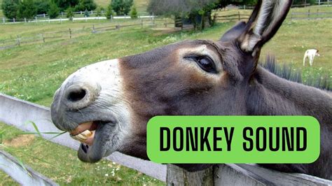 What is Donkey Basketball? And Why Does It Make Us Question Our Life Choices?